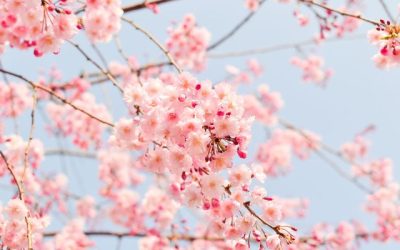 Spring Newsletter 2026